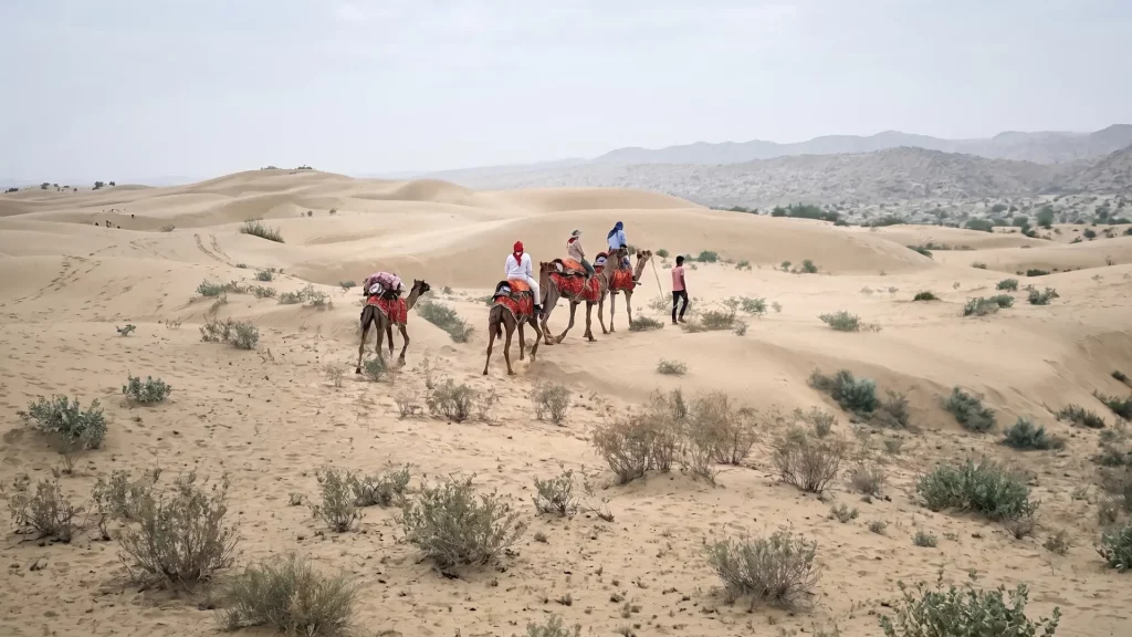 Camel rides in the dunes
