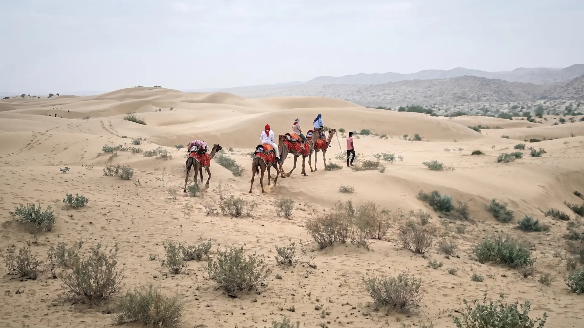 Camel rides in the dunes